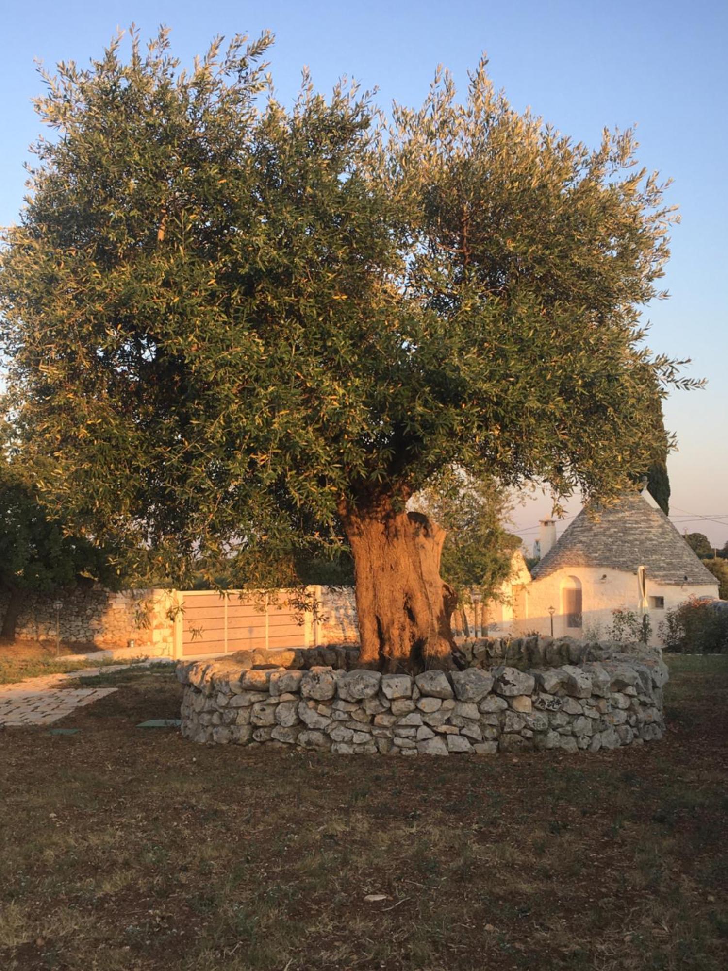 Trulli Le 2 Nicchie Villa Locorotondo Exteriör bild